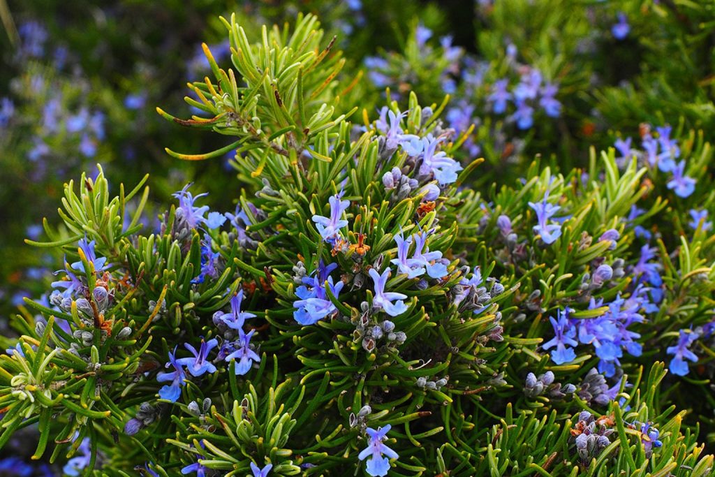 خواص روغن رزماری برای مو